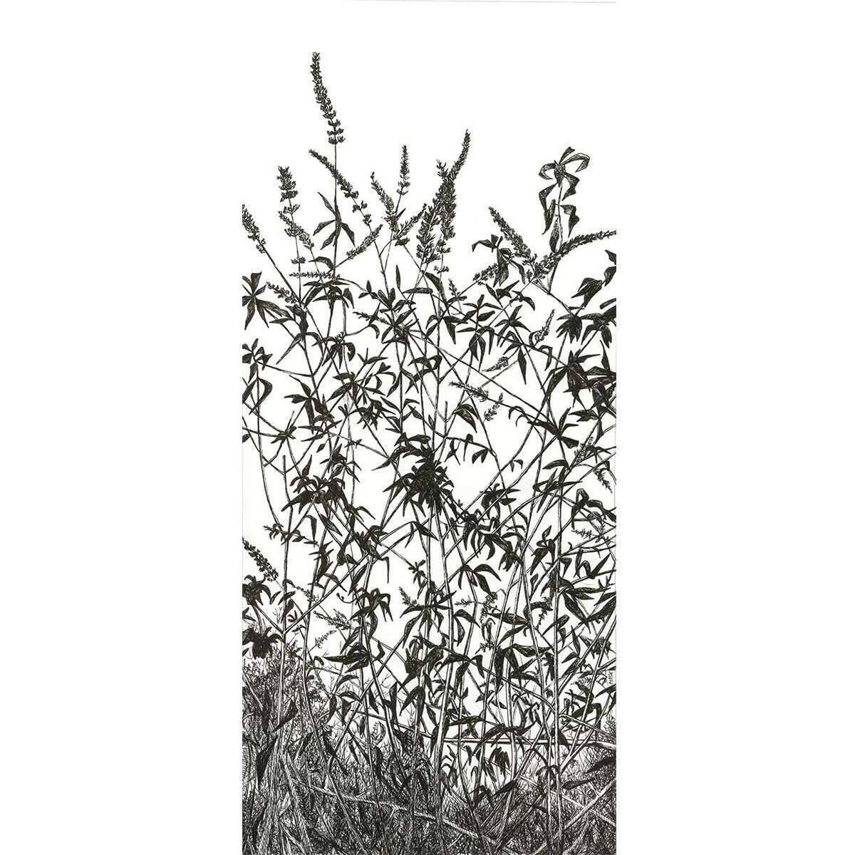 plantes en noir et blanc silhouettes